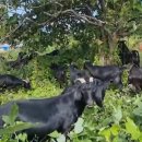 약산농장 이미지