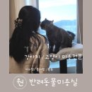 원 반려동물 미용실 | 인천애견미용 / 고양이미용 전문 미용실 :) 부평구갈산동 원반려동물미용실
