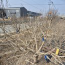 3윌10 일 새연강(Thinning Oiut Prunning)쏙음약정전후사진들 그리고 심경구교수 이미지