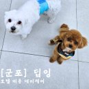 딥잉 산본점 | 데이케어 호텔 미용까지 모두 가능한 산본 &#34;딥잉&#34; 이에요!
