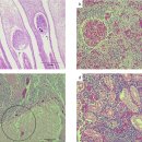 황금매가리(Trachinotus ovatus)의 Lactococcus garviae와 해산백점충의 혼합감염 이미지