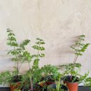 플라워핌 - 송파구 올림픽로 305 | 플라워핌