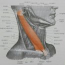 흉쇄유돌근과 뒷목 근육비대와 안면신경마비 이미지