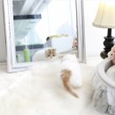 야옹아 멍멍해봐 강아지고양이 평택점 이미지