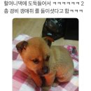 들임 이미지