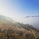 [23.03.10] 양산 원동순매원, 그리고 하루를 여는 열차들