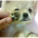 똥강새이 Daum카페