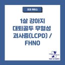 박물관옆동물병원 | 무혈성 괴사증][강아지 LCPD][강아지 FHNO][강아지 대퇴골두 절제술][달서구 동물병원][박물관옆동물병원]