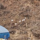 청아목장 이미지