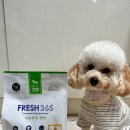 습식사료추천, 소프트사료 뉴알엑스 프레쉬 365 사슴고기&amp;가수분해 연어 급여 후기