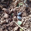 아주까리농장 이미지