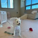 멍린이 회관 이미지