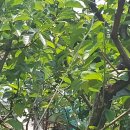 하모니농장 이미지