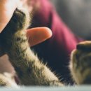 온양장례식장 | 부산반려견화장, 막막한 순간에 도움이 되는 안내서