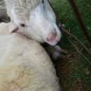 음매목장 이미지