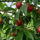 은혜농장 이미지