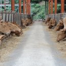 청풍호청정한우농장 이미지