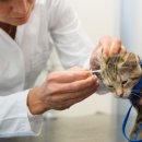 더원동물메디컬센터 이미지