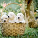 봄날의 강아지 이미지