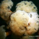 주문진 리조트 이미지