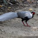 Silver Pheasant 은꿩 이미지