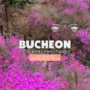 동산슈퍼 | 경기도 봄꽃 여행 원미산 진달래동산 개화 상황 주차 진달래축제 일정 포토존