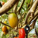 양지농장 이미지