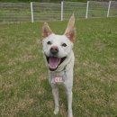 라지독스 이미지