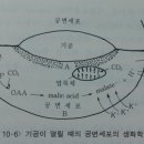 ★식물(수목)은 남사면보다 북사면에서 더 빨리 자란다 이미지