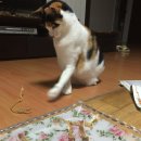 나우두 Daum카페