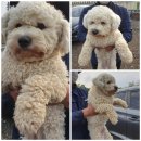 마도농협주유소 이미지