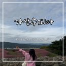 수피아제주 | 대구 근교 핑크뮬리 명소 가산수피아 솔직후기
