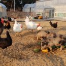 견우와 직녀농장 이미지