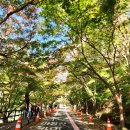 백양사 | 전남 장성 가을 여행 백양사 단풍 시기는! 실시간 후기 올립니다.