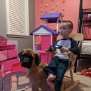 꼬마강아지 이미지