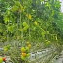 농업회사법인(주) 상월 이미지