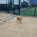 신연로 | 밀양애견카페 포포숑 음료 무한리필 가능한 곳 운동장이용부터 대관후기