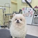 가위든개 이미지