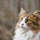 애묘(고양이)백과 - 노르웨이 숲 (Norwegian Forest Cat) 이미지