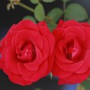 올림픽체육사 - 금산군 인삼로 85 | 올림픽체육사