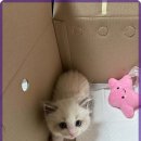 그루밍캐터리 이미지