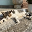 준동물병원 이미지