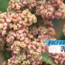 강원슈퍼푸드 네이버블로그