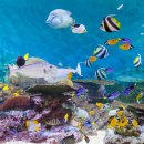 아쿠아리움 이미지