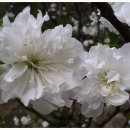 연분홍민박 이미지