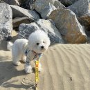 CU태안원북마을점 | [강아지와 태안여행] 애견동반 루트로 태안에서 1박2일 놀고오기 / 한마음오션플레이스 신두리식당 엄마...