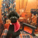 살랑애견미용실 이미지