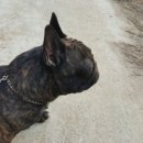 에이스 켄넬 이미지