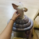 펫스토리 | [넥카라 리뷰] 천 넥카라 처음 해본 여름이의 ‘정지 사건’😂