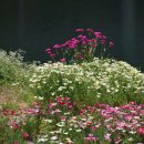 도담정원 이미지